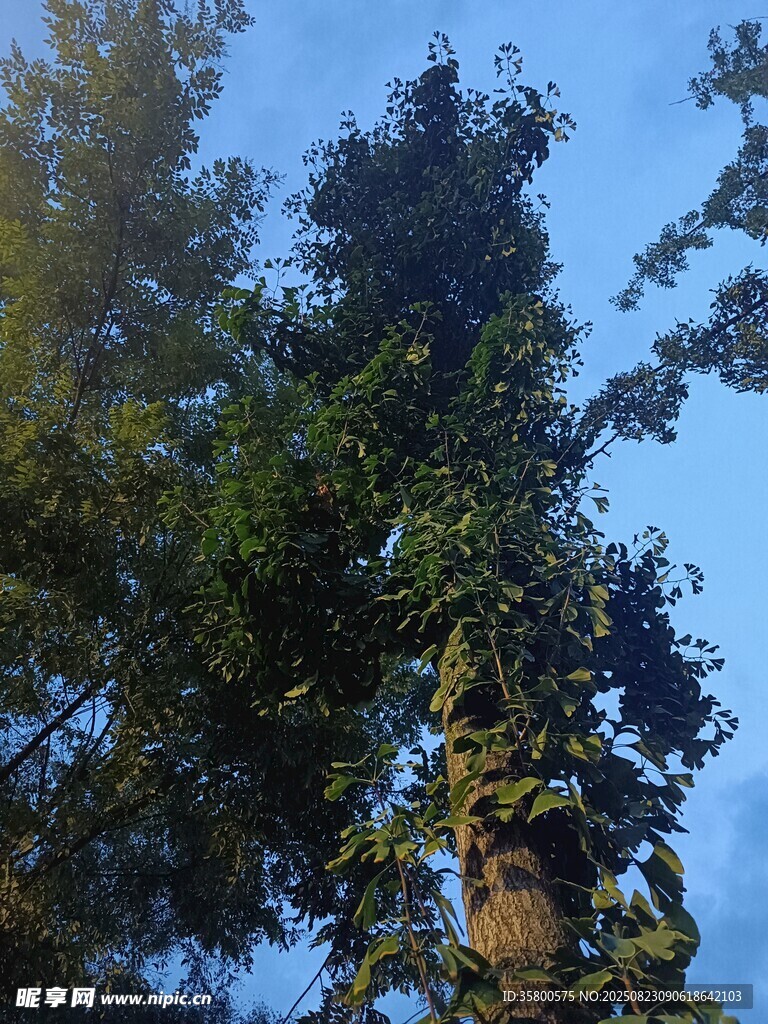 高聳入云的翠綠樹(shù)木