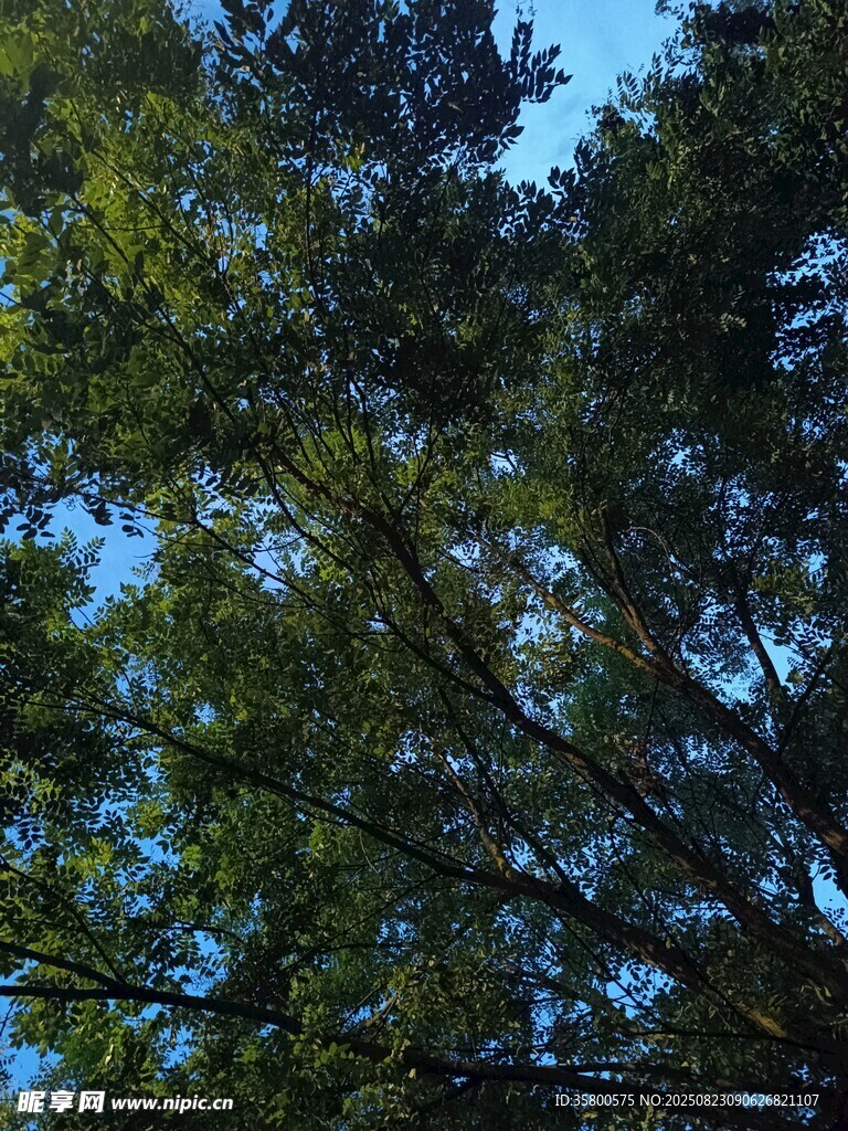 仰視茂密樹林樹冠