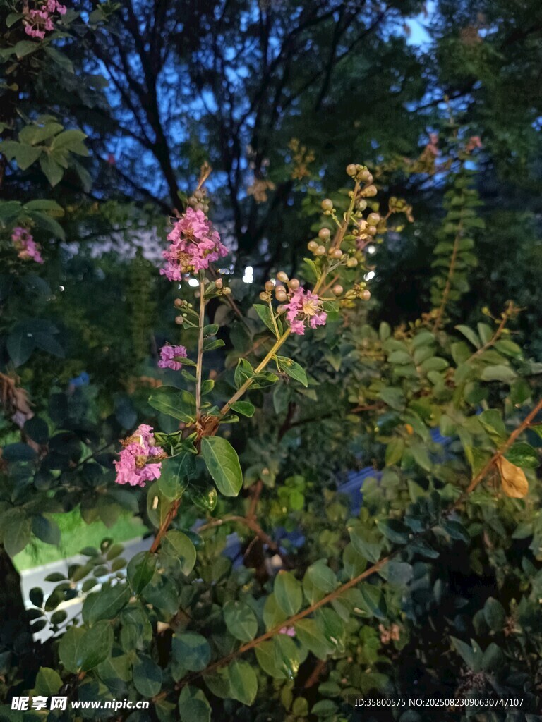 夜幕下綻放的嬌艷花卉