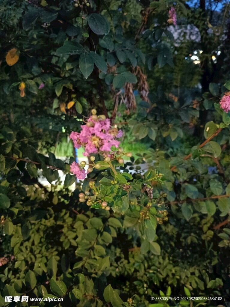 繁花綠葉間的美麗景致