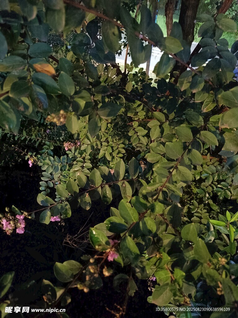 繁茂綠植間的嬌艷小花