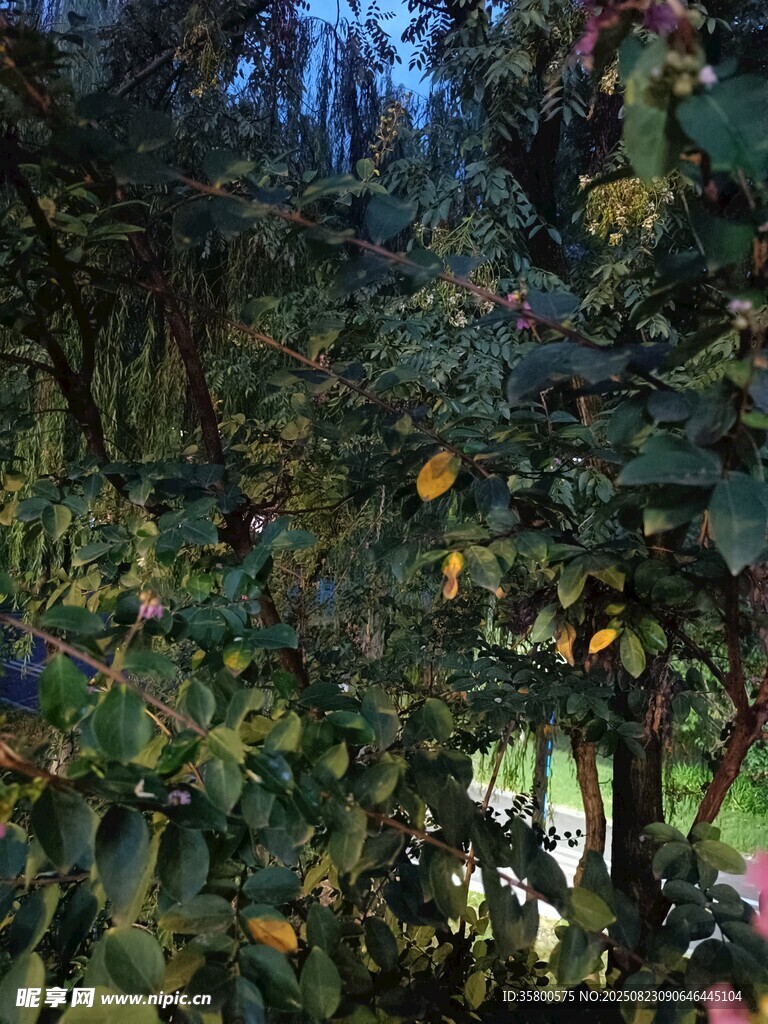 繁茂綠植中的多彩景致