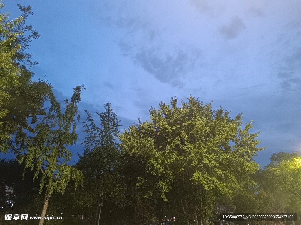 夜幕下的綠樹與朦朧天空