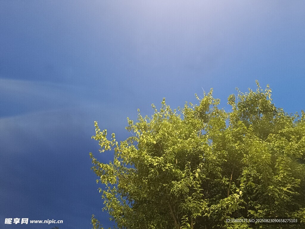 陽光下的翠綠樹木