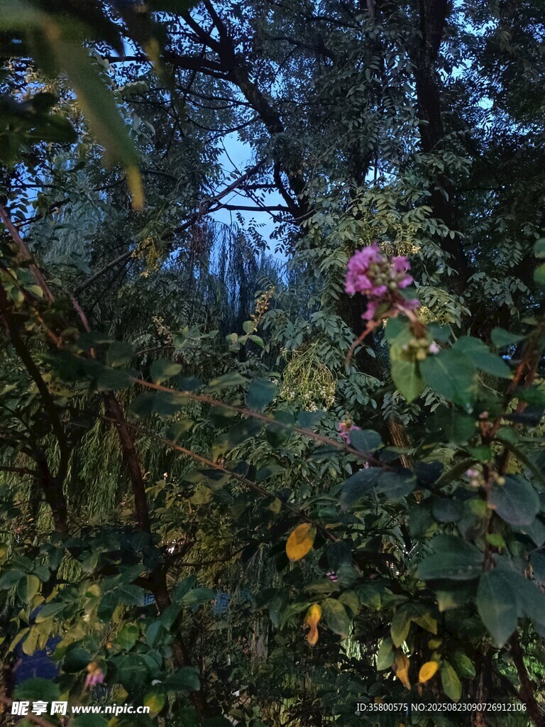 林間繁花綠植景致