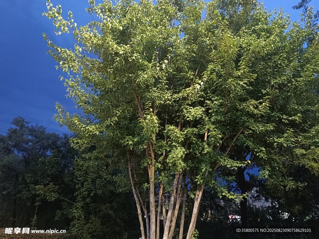 挺拔綠樹展現(xiàn)自然生機