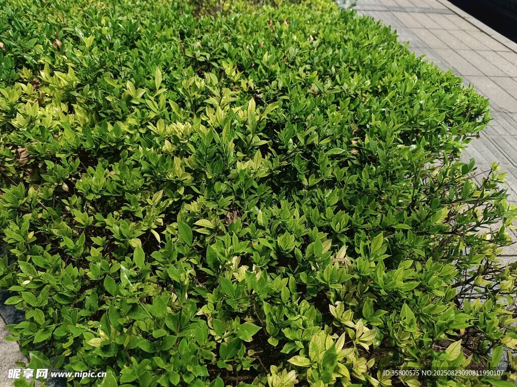 翠綠茂盛的低矮綠植