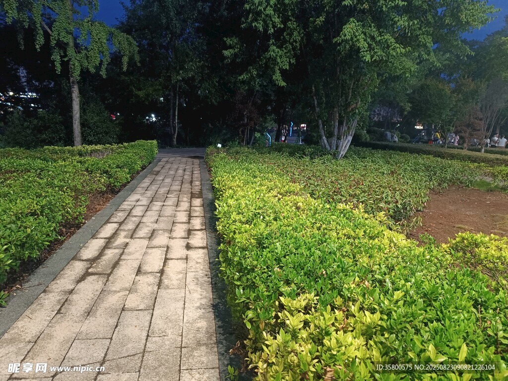 夜幕下的花園小徑
