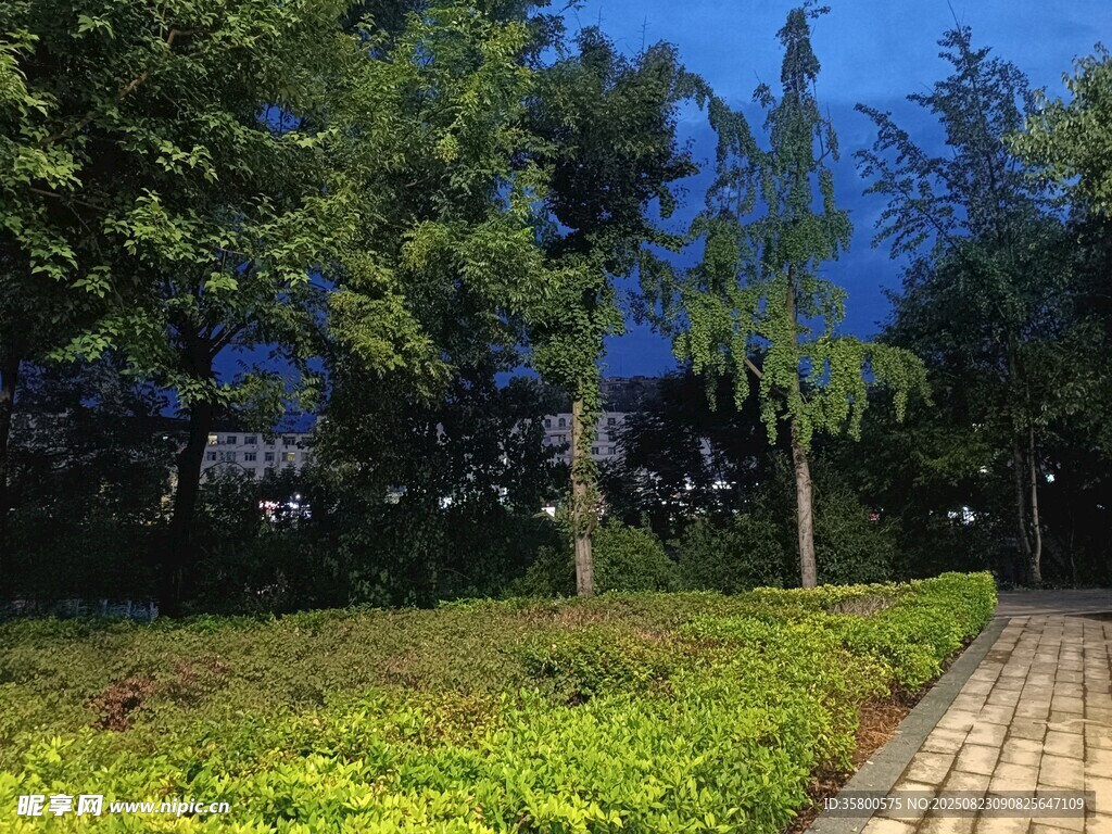林蔭小徑旁的綠植景觀