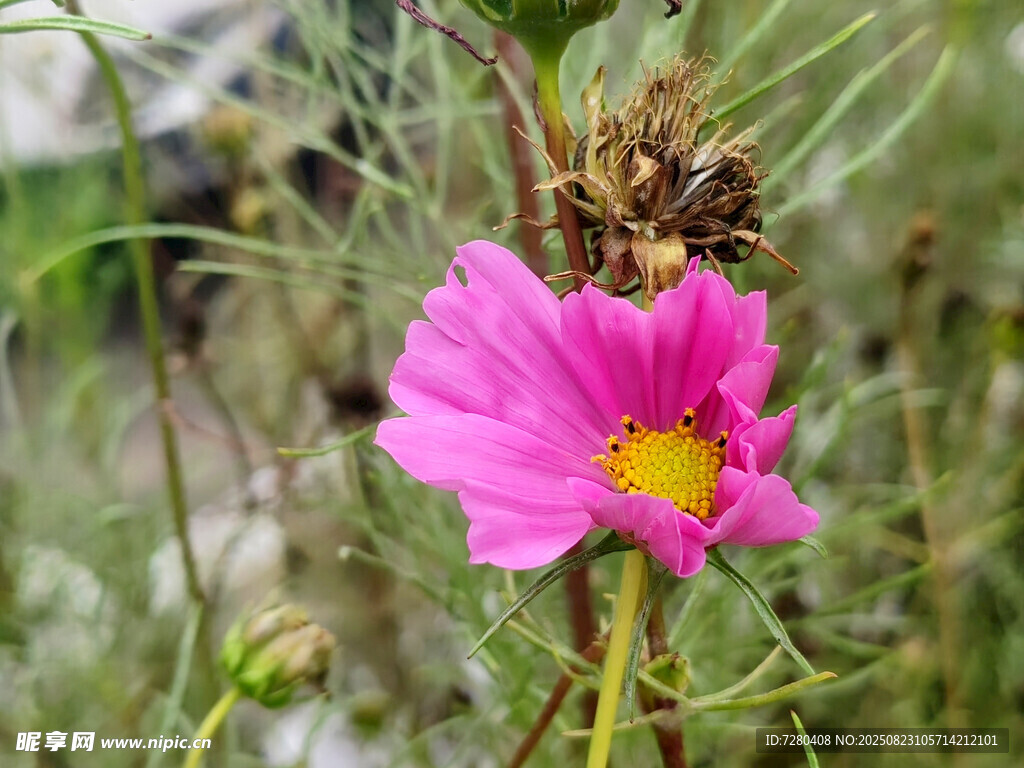 嬌艷粉色花朵特寫(xiě)