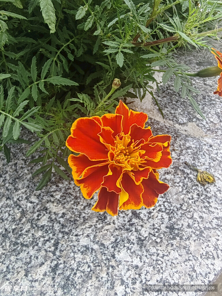 橙紅色萬(wàn)壽菊綻放石間
