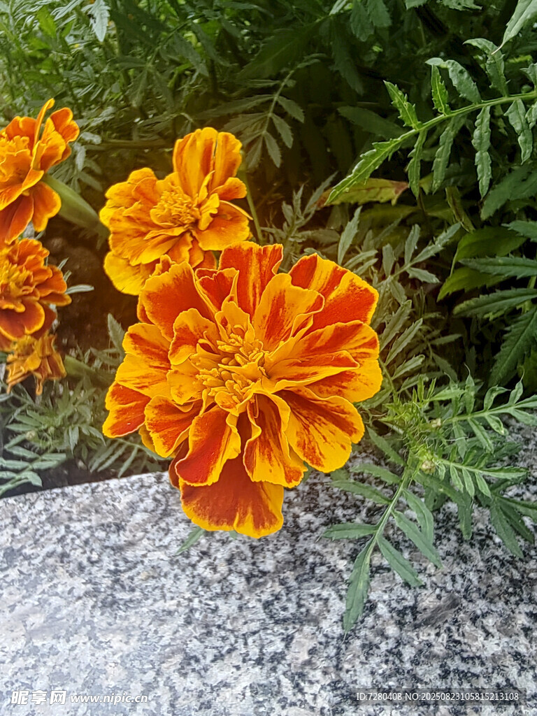 鮮艷橘色萬壽菊綻放