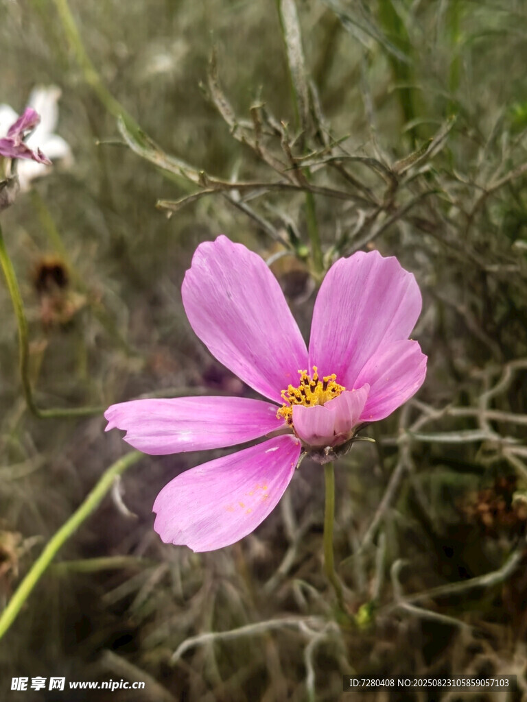 單朵粉色波斯菊特寫(xiě)