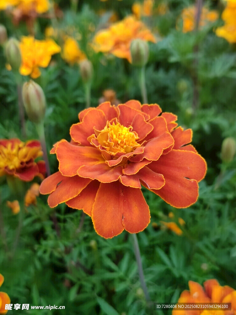 鮮艷橘色萬(wàn)壽菊綻放