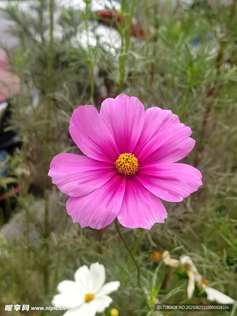 嬌艷波斯菊綻放于自然