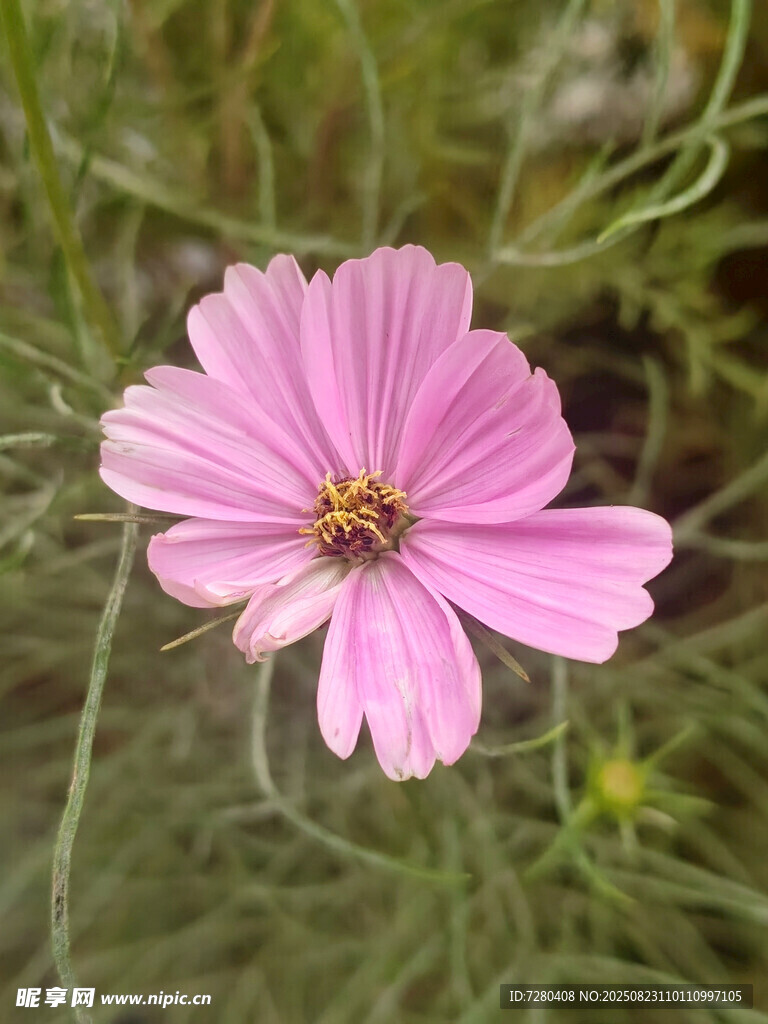 嬌艷粉色波斯菊特寫