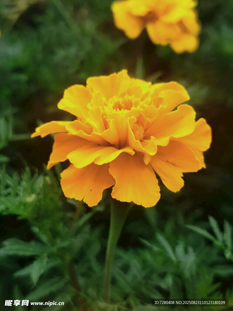綻放的黃色萬(wàn)壽菊