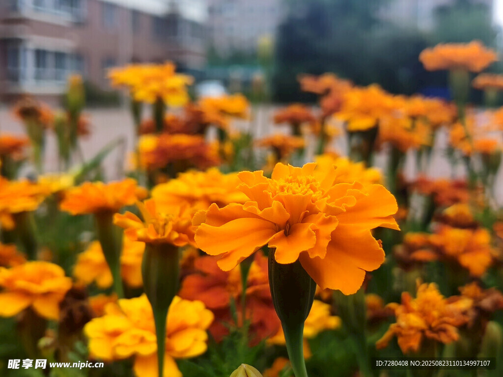 鮮艷橘色萬壽菊綻放畫面