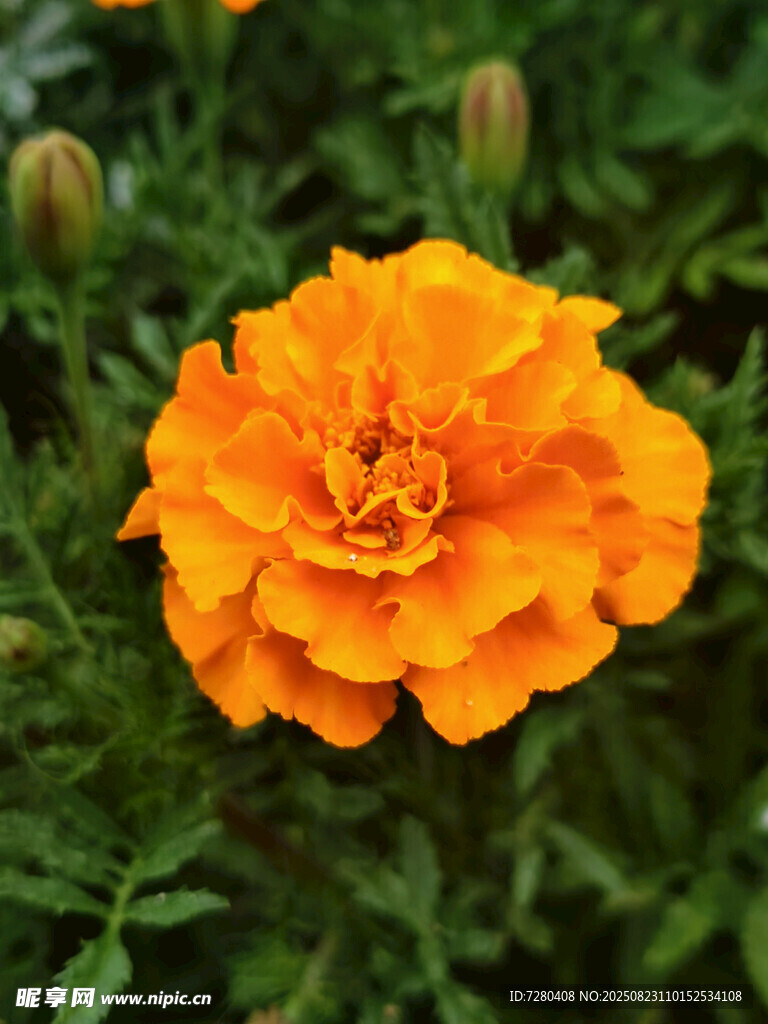 橙色萬壽菊綻放