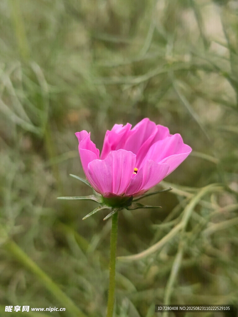 嬌艷粉花綻于草叢間