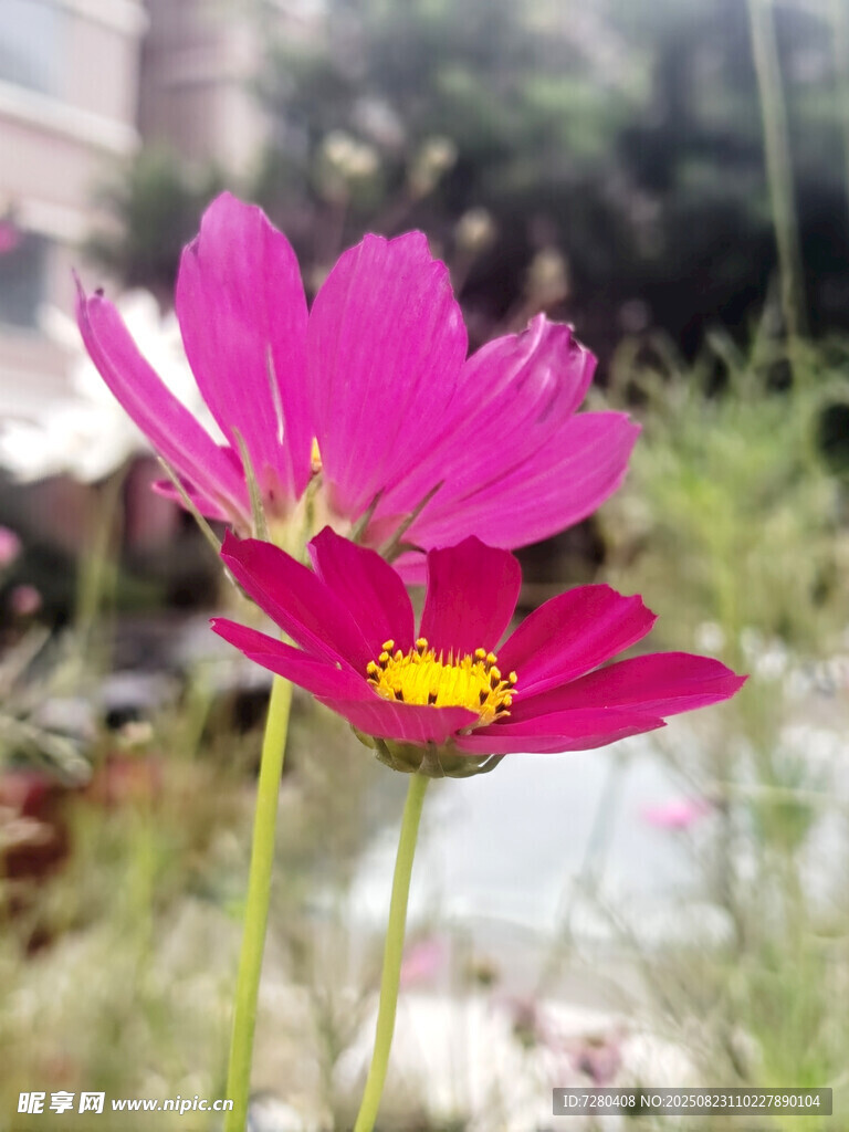 兩朵嬌艷的粉色波斯菊