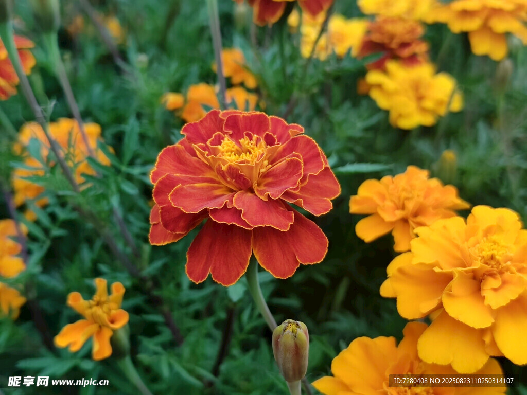 鮮艷紅黃花海綻放