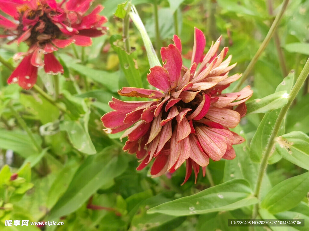 艷麗雙色花朵綻放