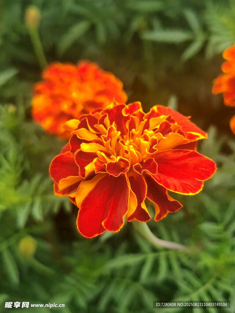 艷麗萬(wàn)壽菊綻放綠意間