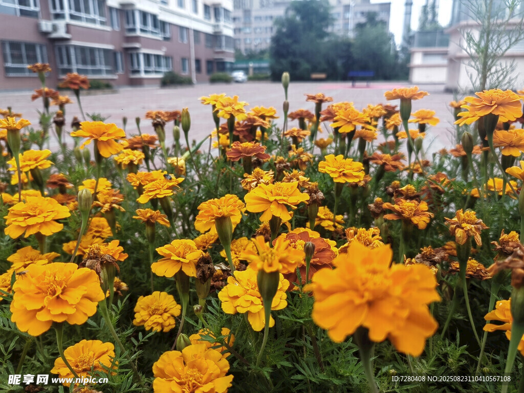 盛開的金黃萬壽菊景觀