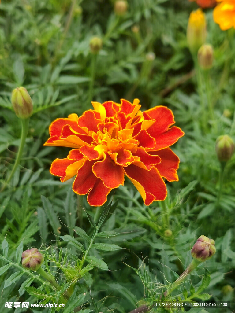 鮮艷萬(wàn)壽菊綻放