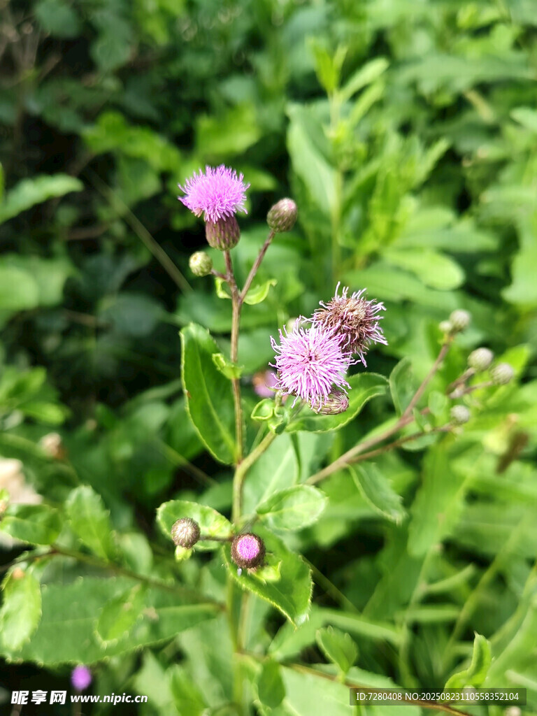 野外紫色小花與綠葉