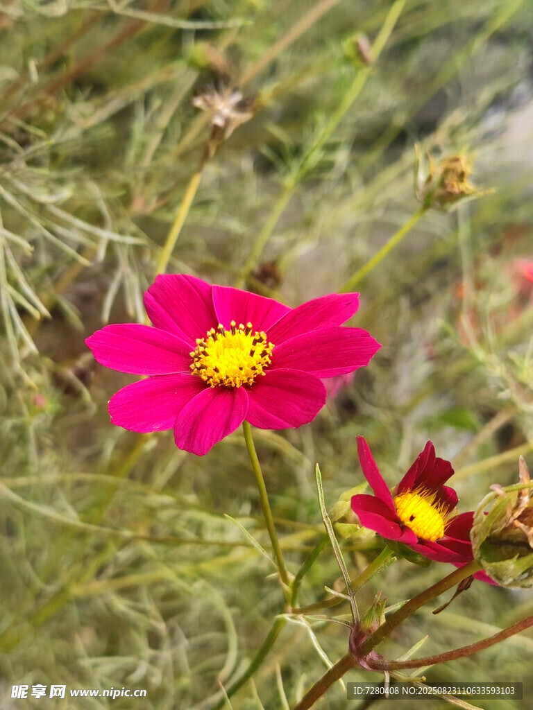 嬌艷格桑花綻放于草叢