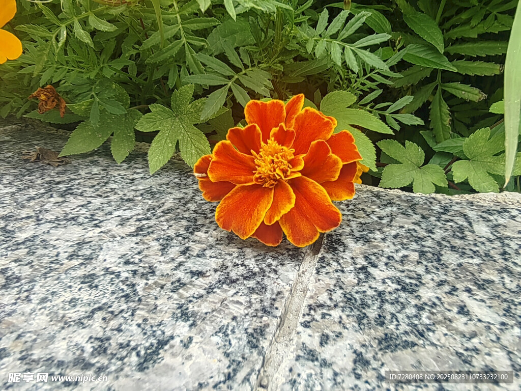 石上綻放的橙紅色萬壽菊
