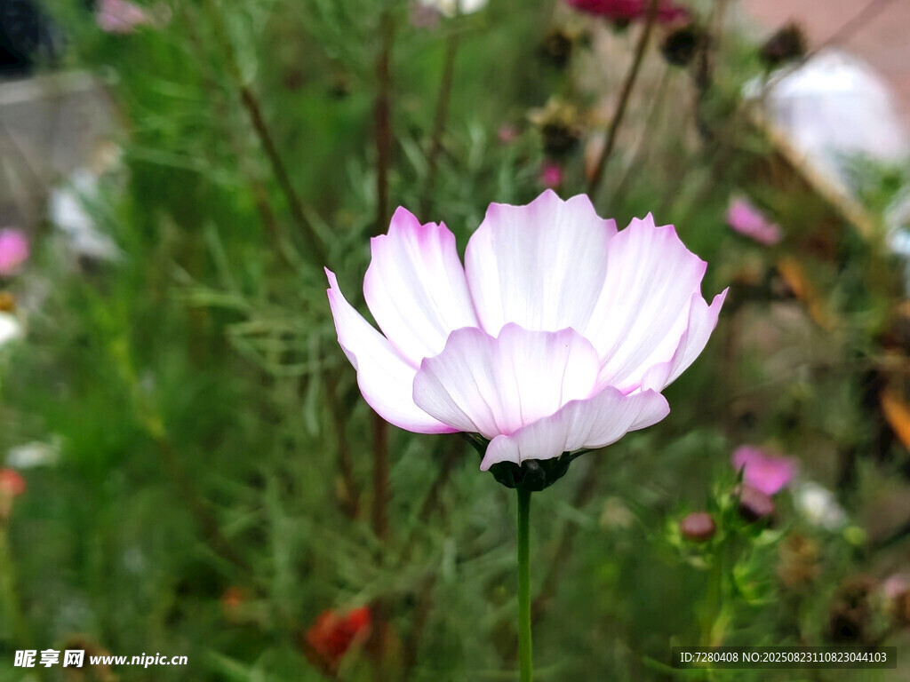 粉色花朵綻放于草叢間
