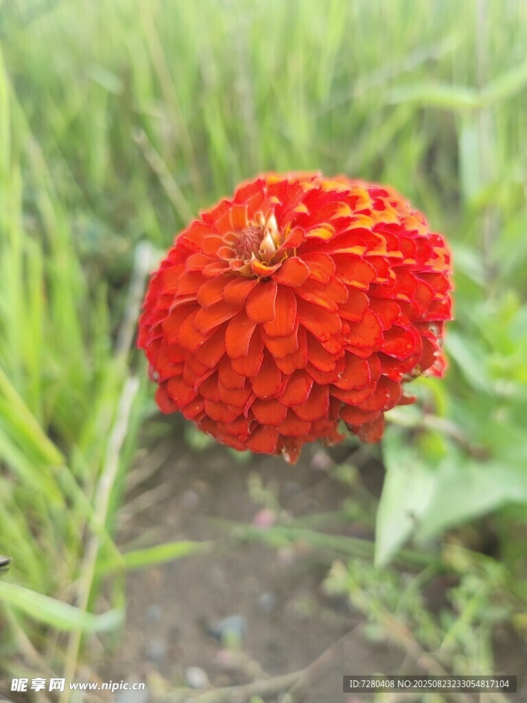 田野中的鮮艷紅色花朵