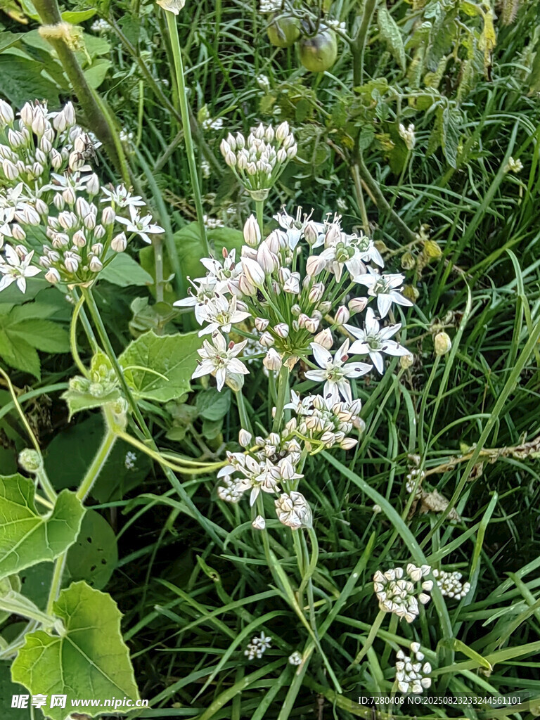 白色小花綻放于綠葉間