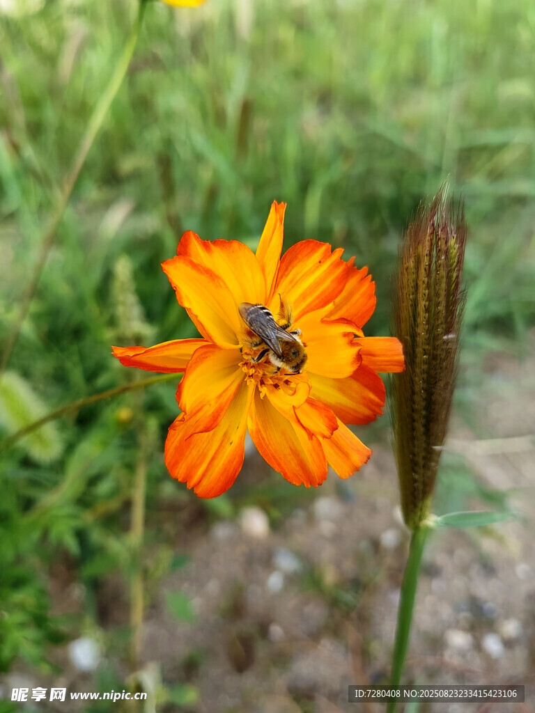 橙色花朵上的蜜蜂