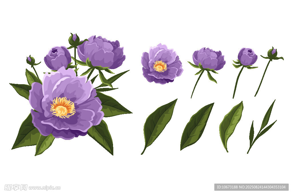 紫色山茶花花朵與葉片展示
