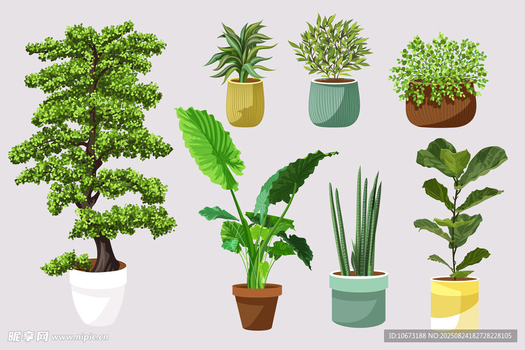 多樣盆栽植物展示