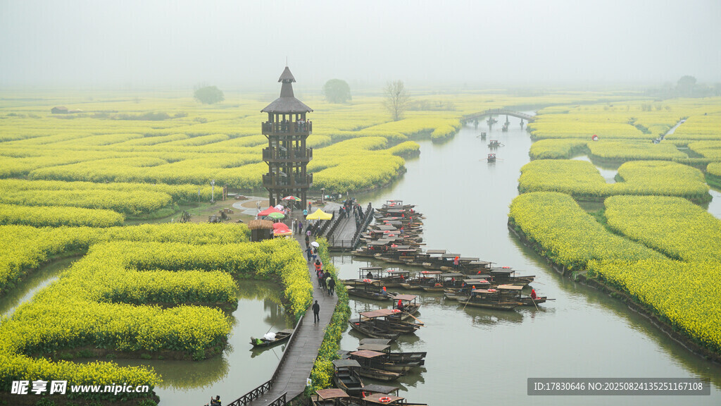 江蘇泰州興化千垛水上油菜花