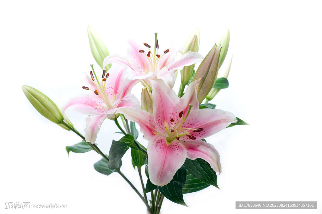 粉色百合花束清新綻放