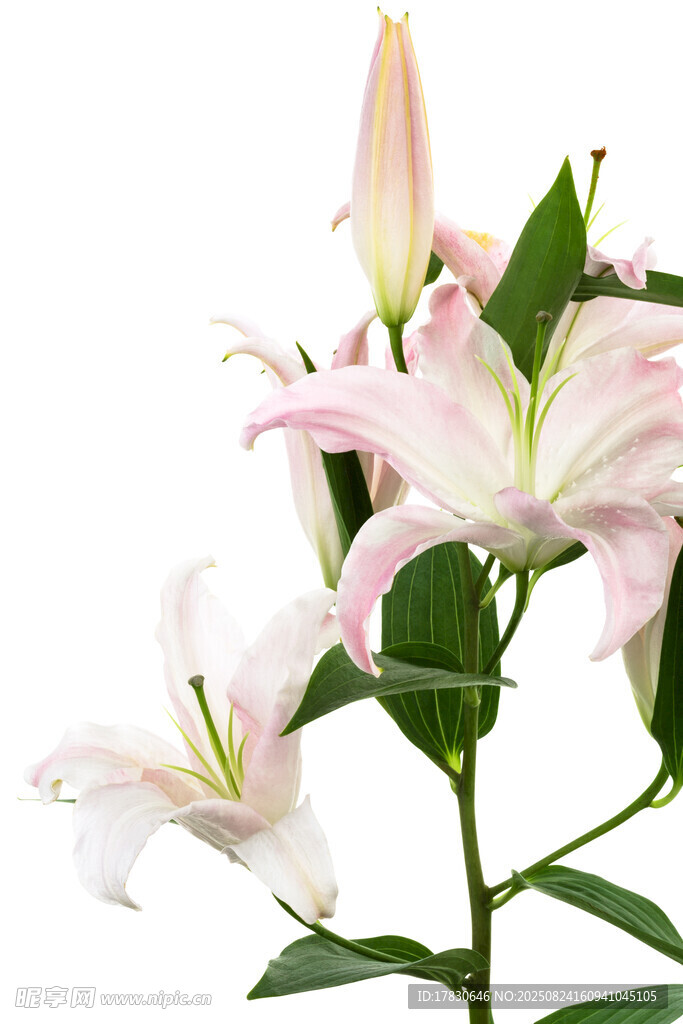 粉色百合花綻放