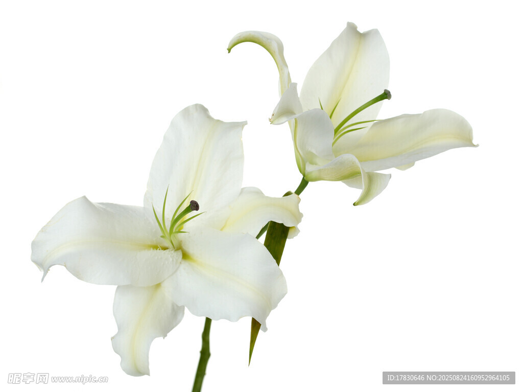 優(yōu)雅白色百合花