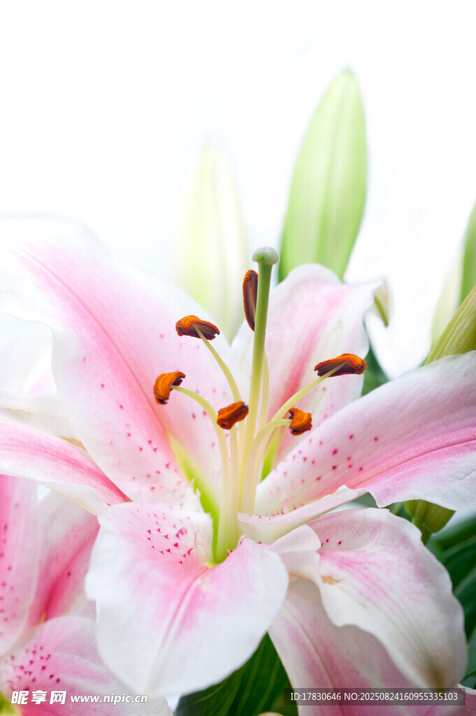 粉色百合花特寫