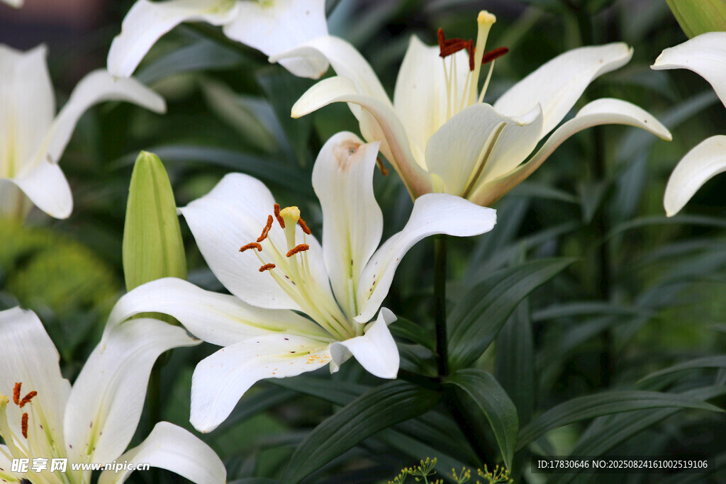 清新白色百合花綻放