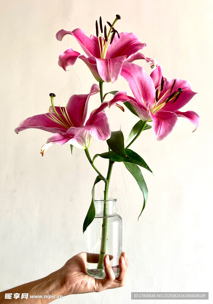 手持花瓶中的粉色百合花