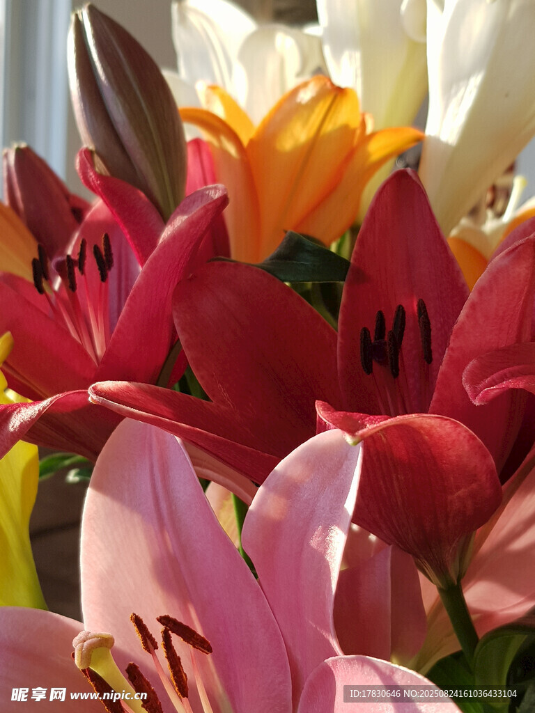 多彩百合花綻放
