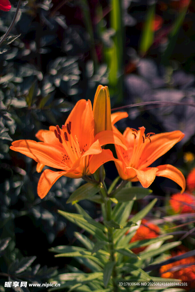橙色百合花綻放