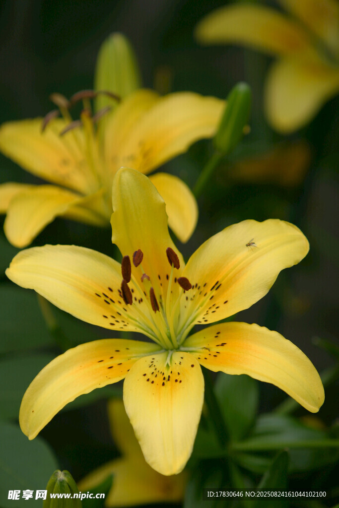 黃色百合花特寫