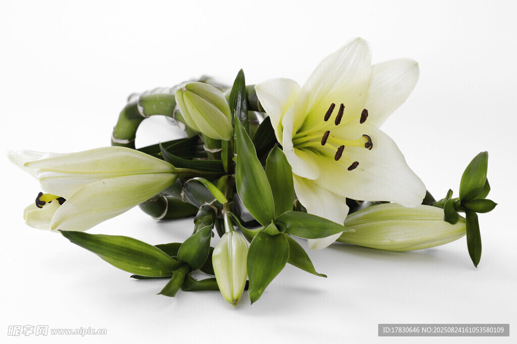白色百合花特寫(xiě)